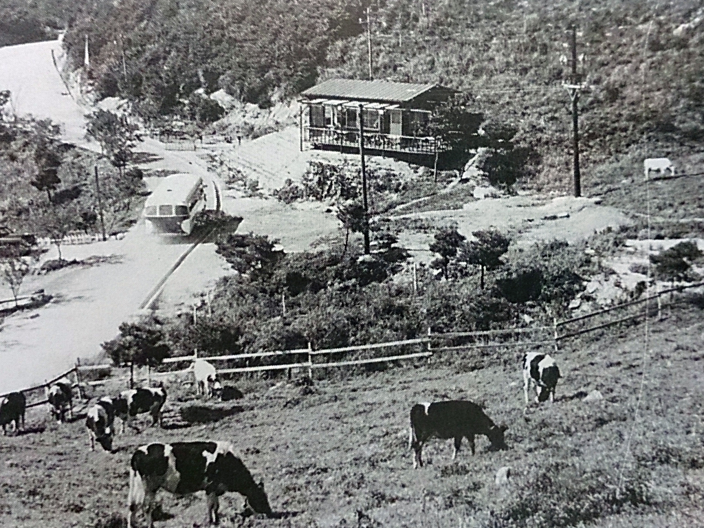 昭和26年開設ころの六甲山牧場。