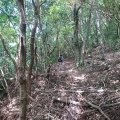 Tokiwaさんと掬星台へ集中登山。来週の下見を兼ねて摩耶山周辺の巨木を探る。