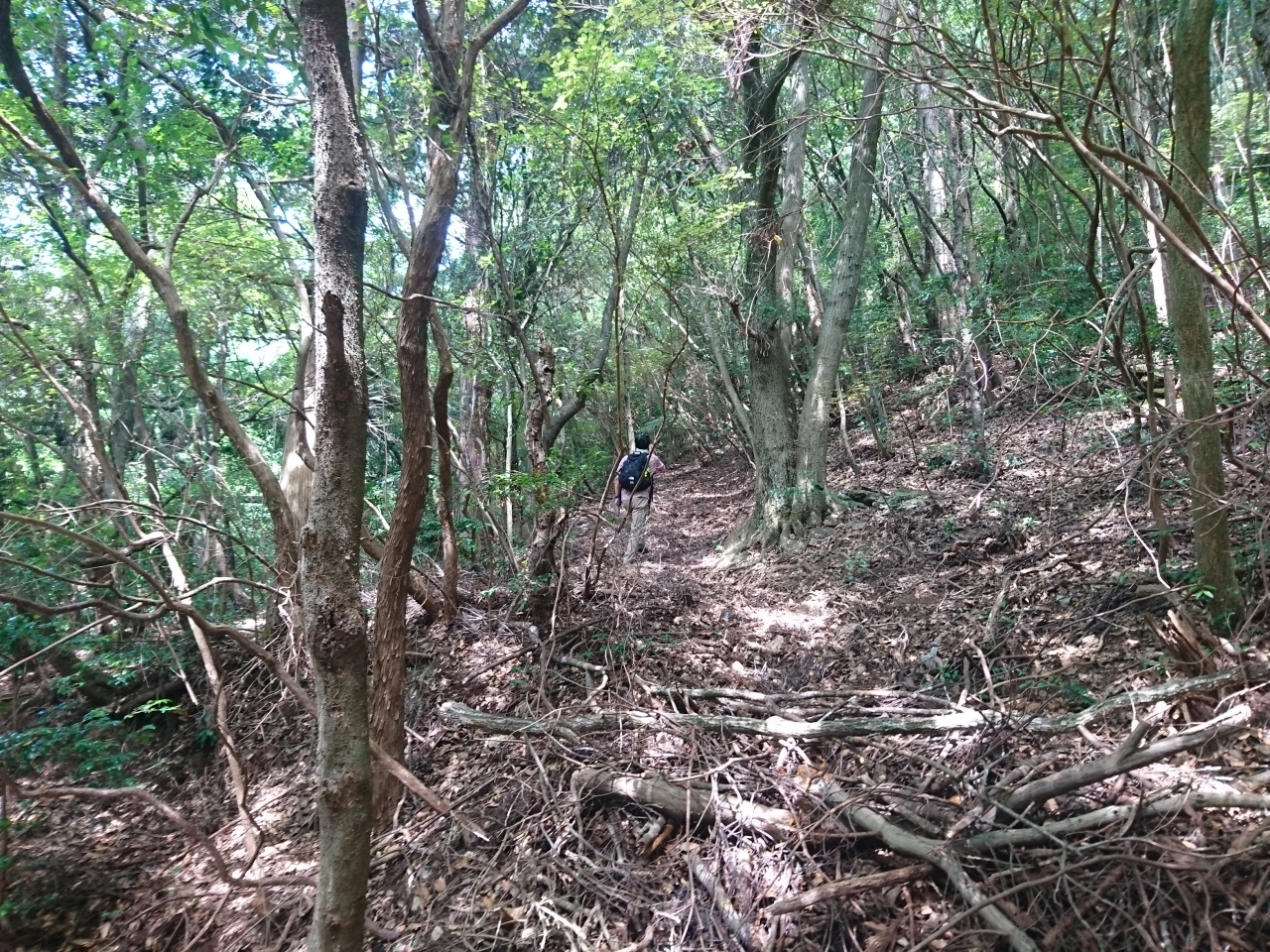 Tokiwaさんと掬星台へ集中登山 来週の下見を兼ねて摩耶山周辺の巨木を探る Hills Behind Kobe
